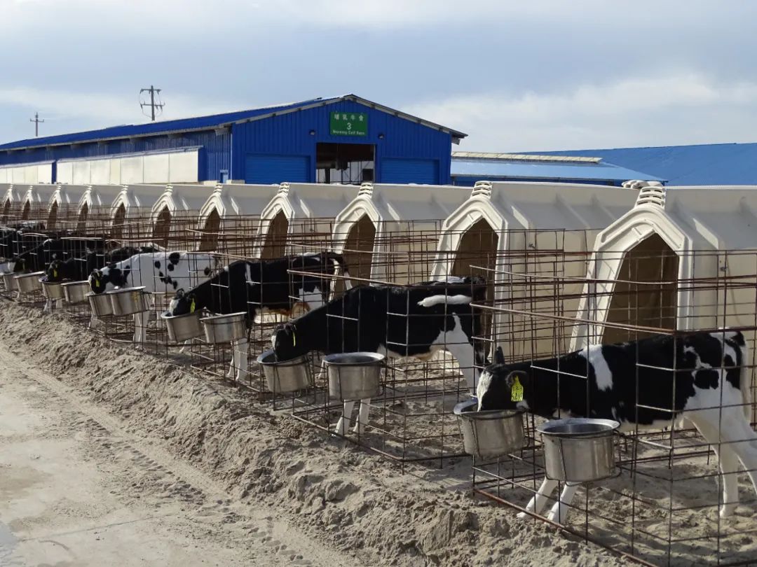 内蒙古赤峰天山的牛,通辽的牛和赤峰的牛区别