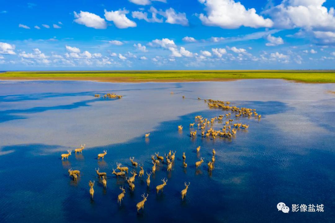 盐城发色,盐城代表颜色