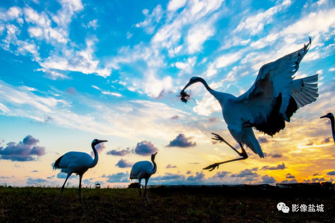 盐城发色,盐城代表颜色