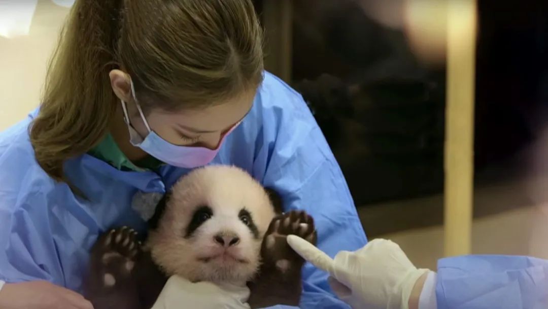 韩国艺人摸熊猫,韩国大熊猫被抓着拍视频