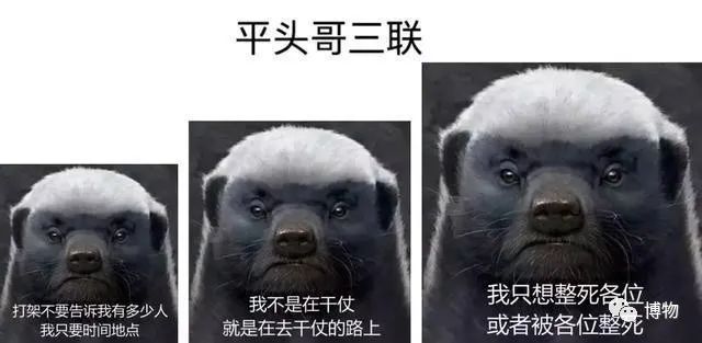 蜜獾被一条蟒蛇生吞了,蜜獾捕食大蟒蛇