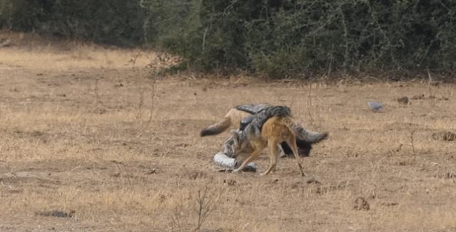 大蟒蛇跟蜜獾,蜜獾捕食大蟒蛇
