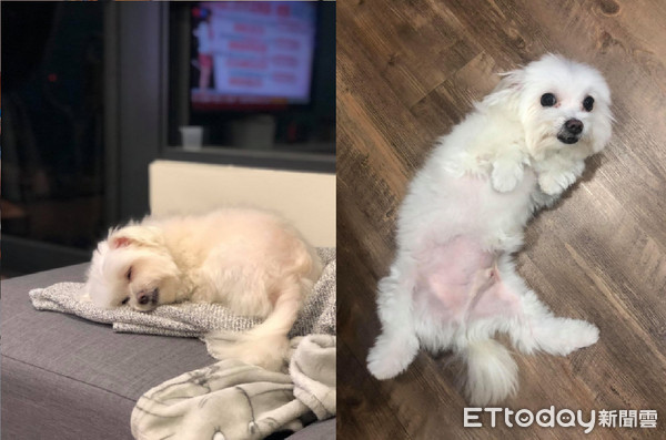 狗窝腿中享受「谜之抓抓」！表情爽到*天升**　网笑惨：阿嬷是*江老**湖