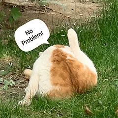 “天猫”来了？天大的猫猫们有自己的表情包啦！点击*载下**