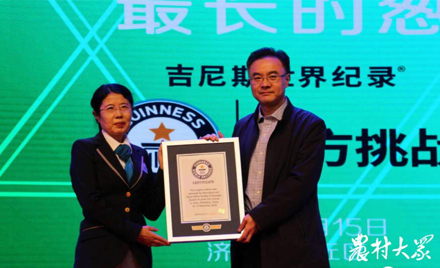 山东章丘2.586米大葱破世界纪录,章丘大葱破吉尼斯世界纪录