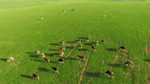 牛肉干科尔沁的草原风味,科尔沁大草原手撕牛肉干