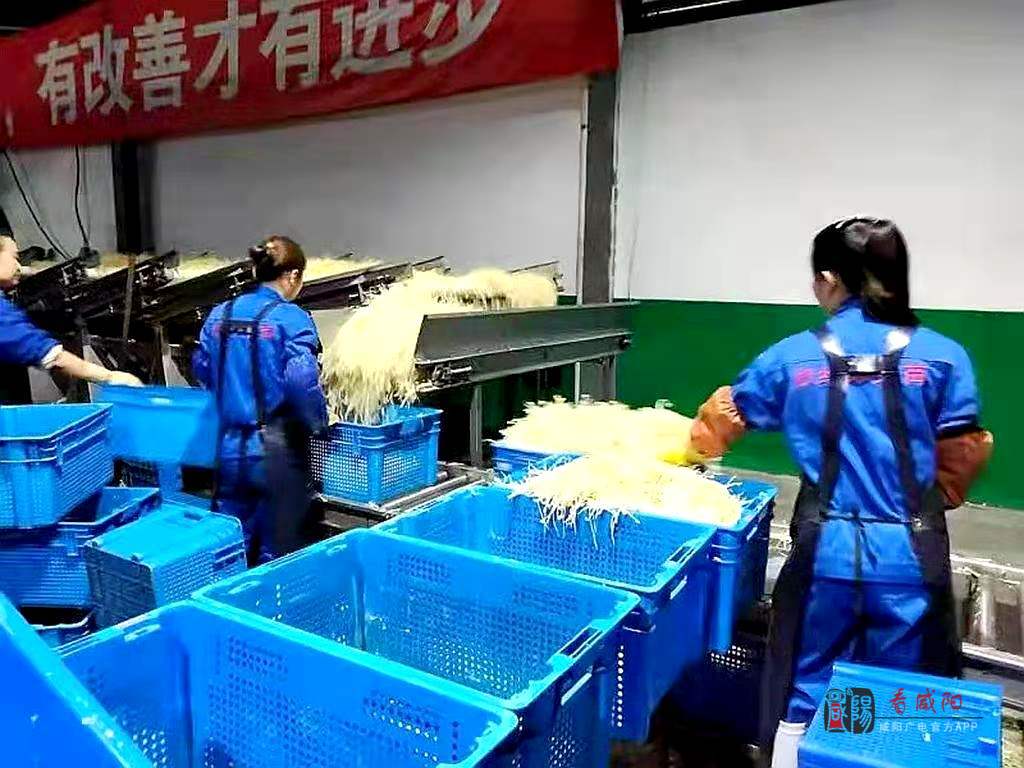 小豆芽，大能量！泾阳“*党**建+创业+金融”让贫困户有了稳定收益