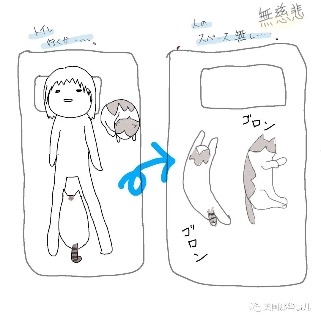 多猫家庭猫咪也会尿闭吗,多猫家庭为什么不能洗澡