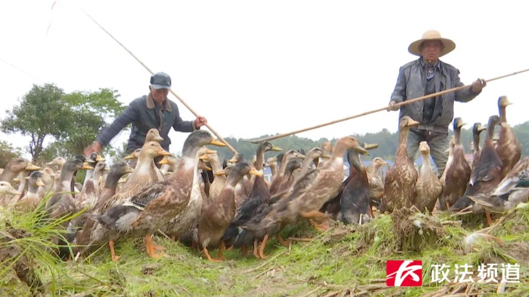 湖南买鸭,长沙买鸭