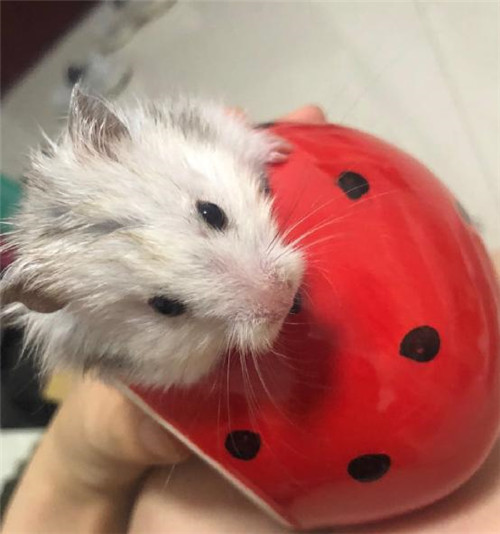 仓鼠拔牙去医院怎么处理,仓鼠拔牙