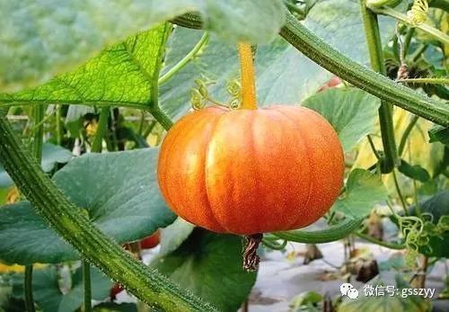 手脚冰凉冬至节气怎样养生,节气养生知识大全图解