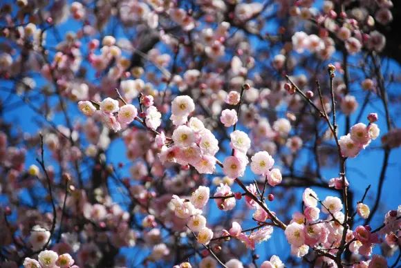 昆明春城风光秀,昆明春城秀小视频