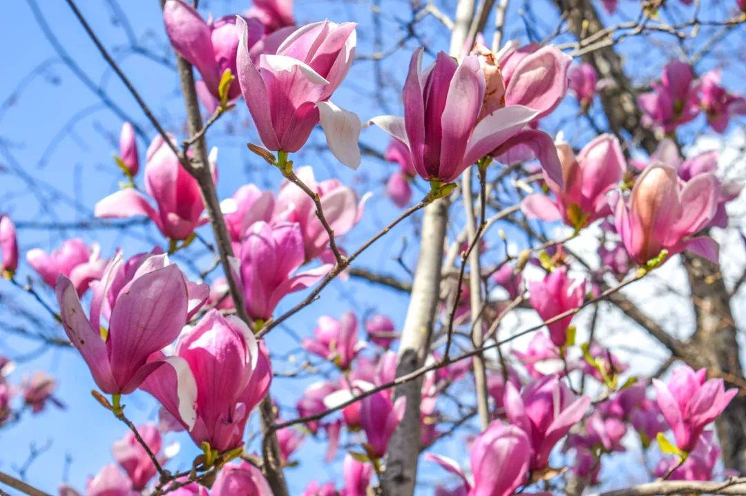 昆明春城风光秀,昆明春城秀小视频
