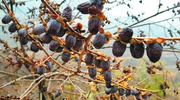 涉县特色农产品,涉县农业发展