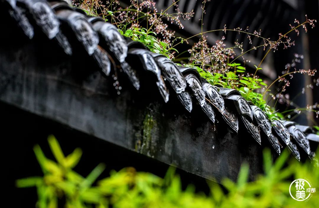 节日荐书③：成都生活的印象