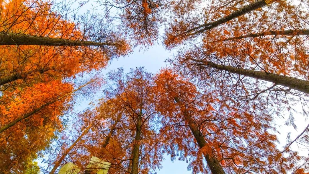 1月最美的佛山藏在这里!全部免费赏!