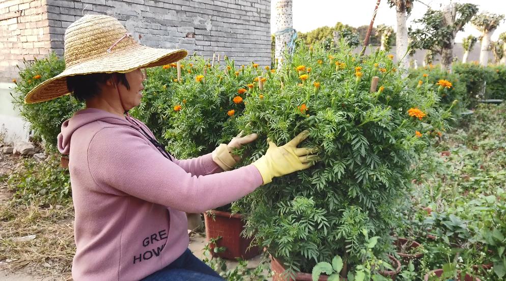 佛山今年哪里有花市,佛山市内哪里有年花批发