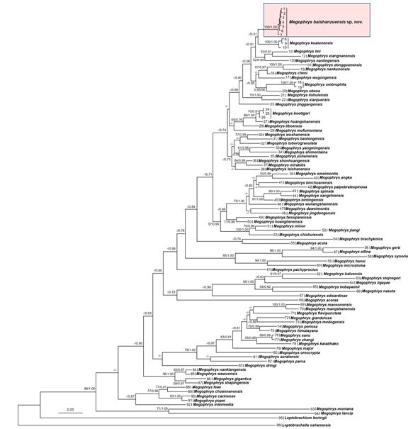 丽水发现百山祖角蟾数量,百山祖角蟾发现的过程