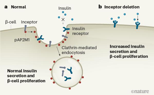《自然》：糖尿病研究获重大突破！德国科学家发现调控胰岛β细胞“自嗨”的关键分子，或能从源头缓解疾病丨科学大发现