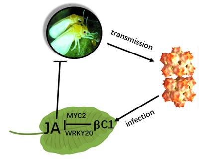 植物会感染新冠病毒吗,植物感染病毒怎么治