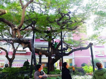 厦门的凤凰木,厦门凤凰木树