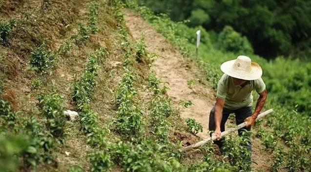 肇庆的特色农产品有哪些,肇庆的农产品有哪些