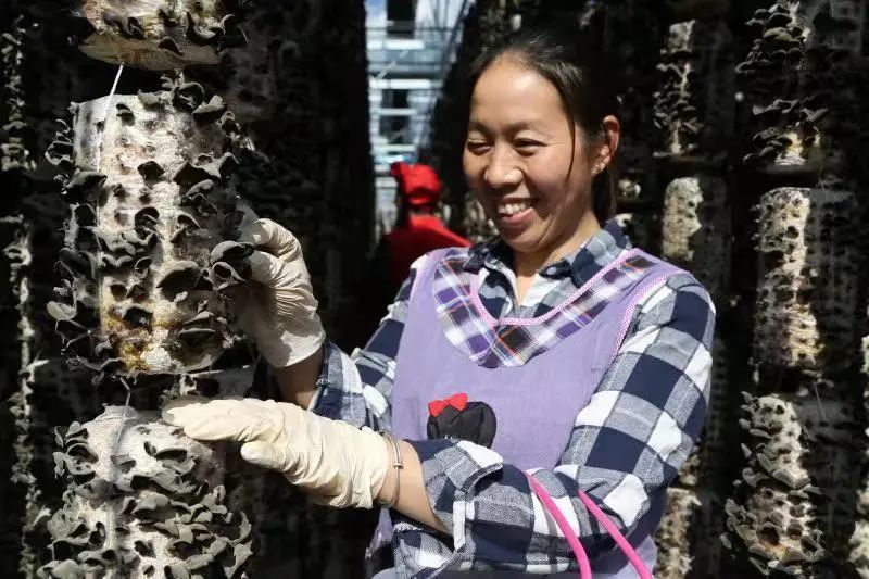 贵州黄平:林下经济产业旺,唱响“山”歌增收曲