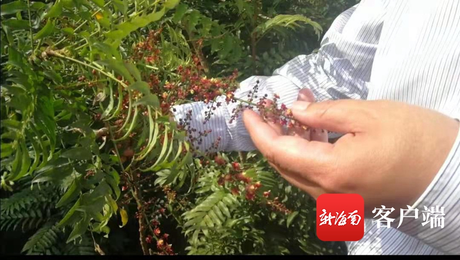 海南省濒危动物,海南省濒临灭绝药用植物