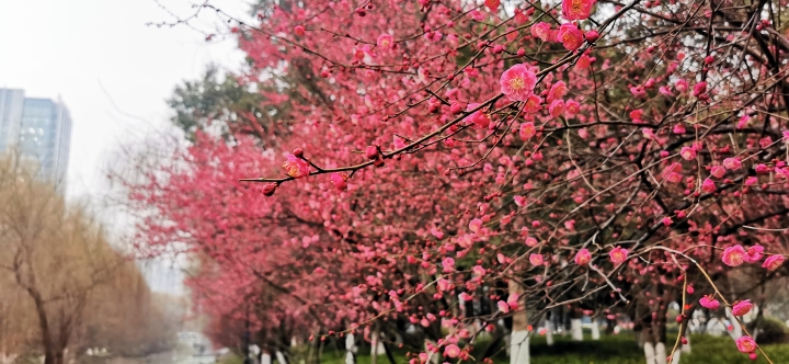 杭州赏梅花的最佳景点在哪里,杭州西湖孤山梅花初绽引游人