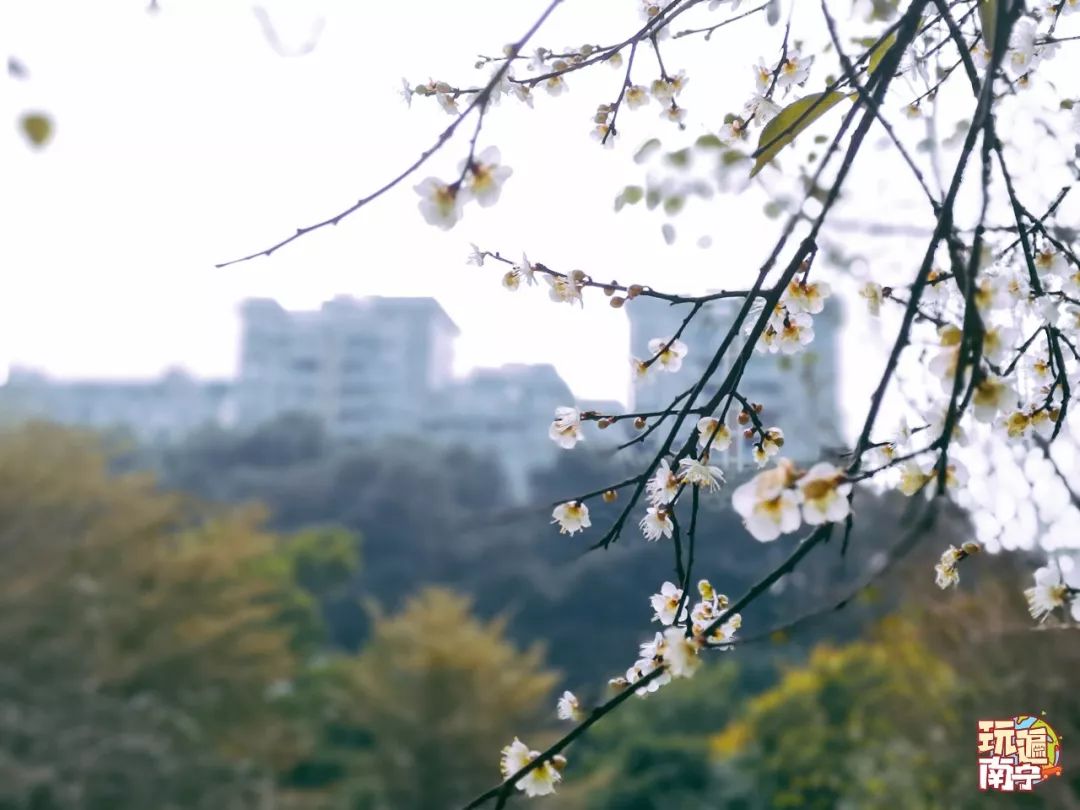 南宁赏花2022,赏花攻略南宁