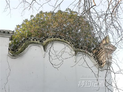 特约记者行,特约记者团