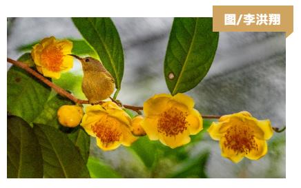 防城旅游攻略景点大全,防城港周围旅游景点古村