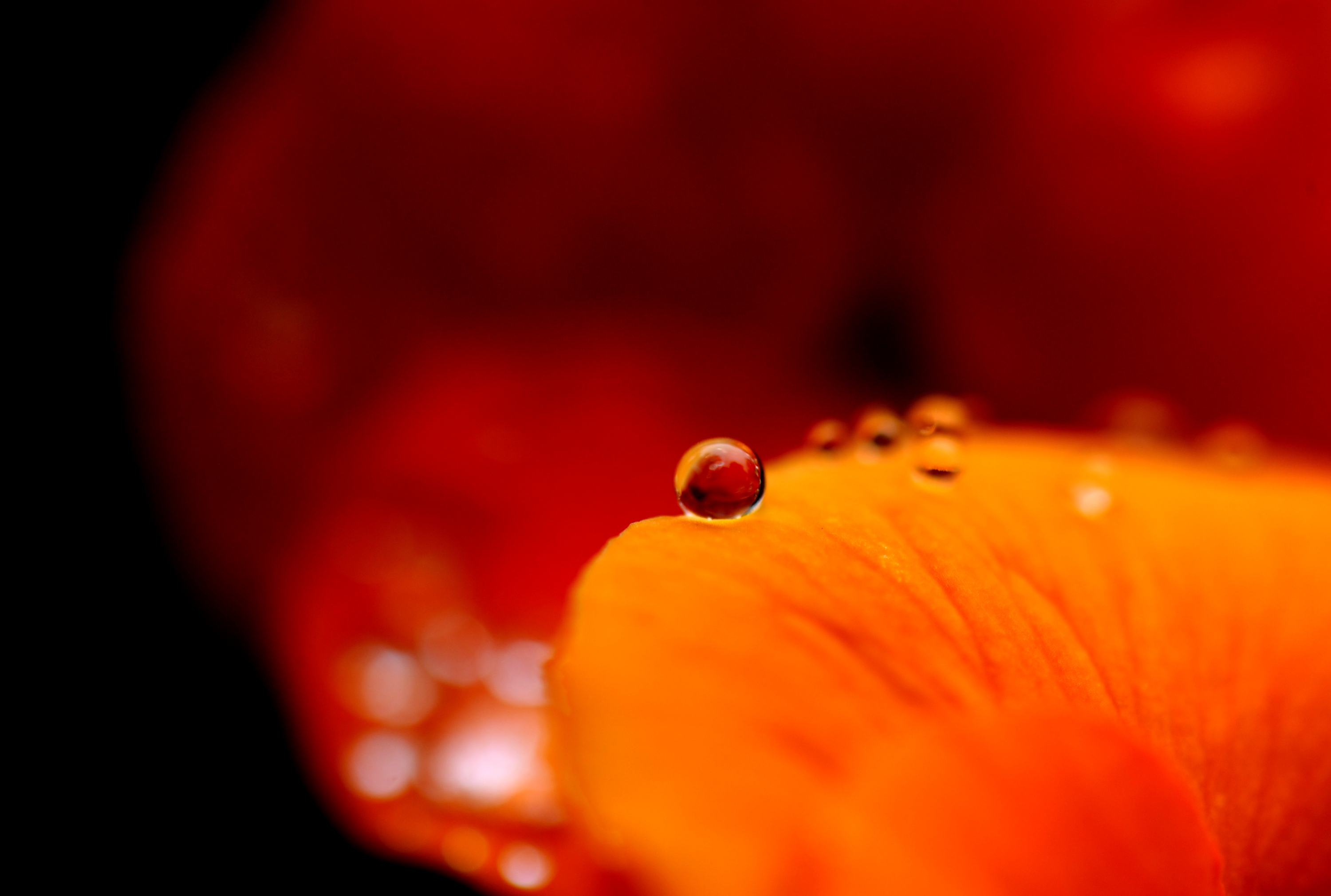 上海:春雨润如珠