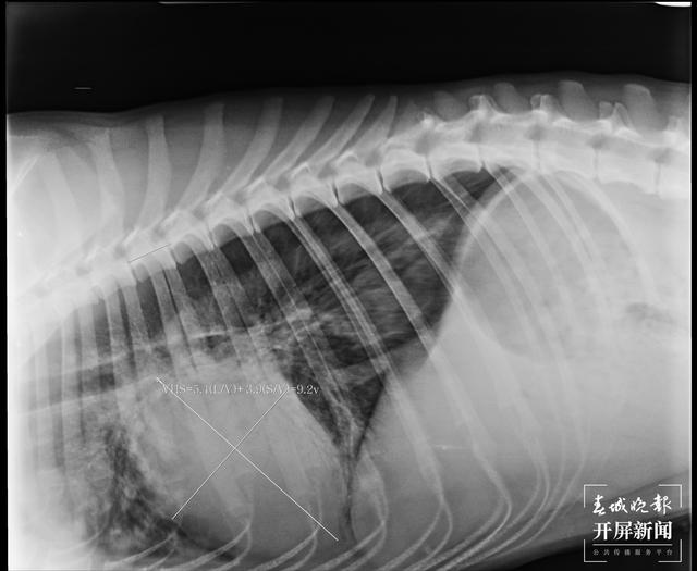 寄养狗狗10天多钱,寄养狗狗生病谁负责