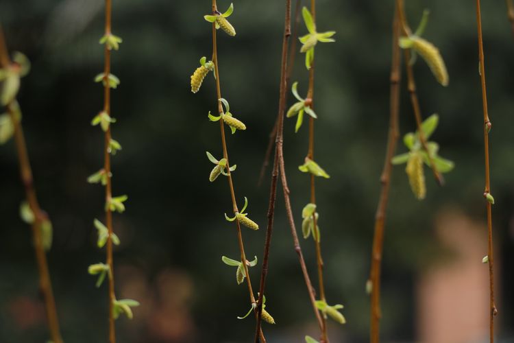 执手春天灼灼其华——咔嚓社最美遇见之寻找校园春意篇