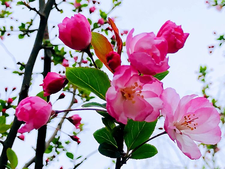 执手春天灼灼其华——咔嚓社最美遇见之寻找校园春意篇