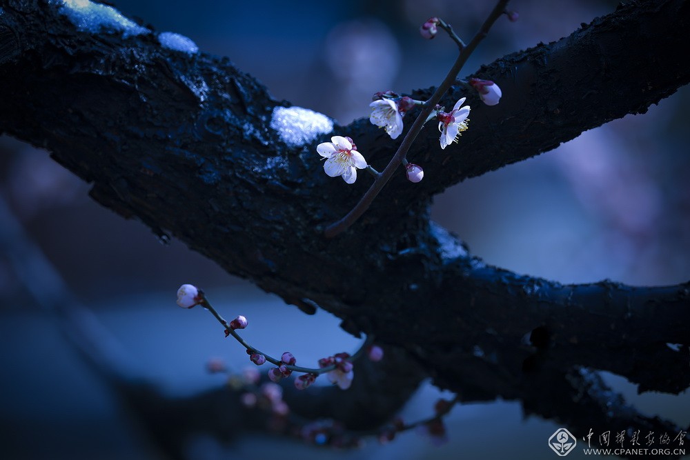 会员佳作｜吉龙生：“美丽中国、绿色江苏”梅花风韵系列作品