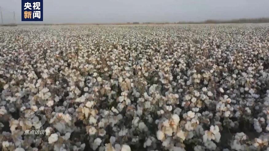 白棉花有假的吗,黑心棉被调查视频