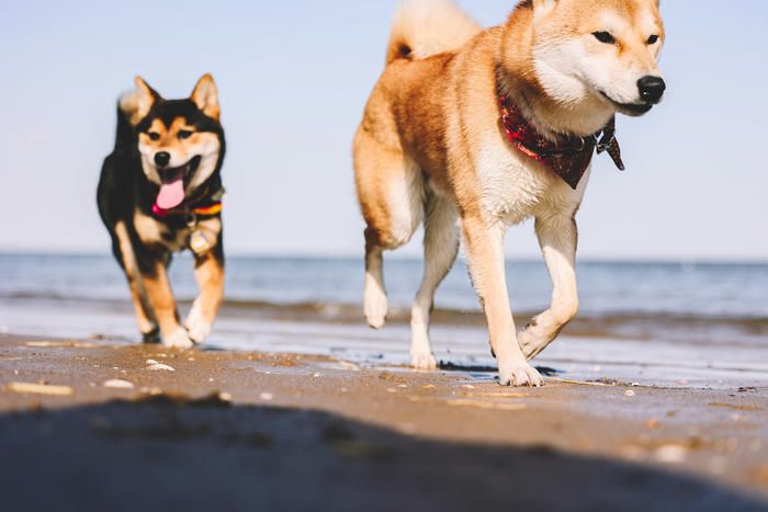 佳能全画幅微单rf系列镜头及价格,佳能eosr直播相机参数