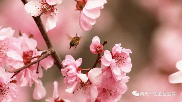 清明时节万物清新,清明万物新