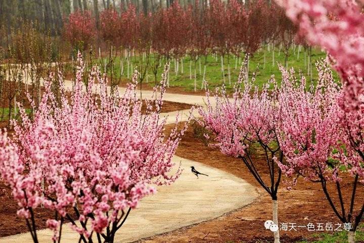清明时节万物清新,清明万物新