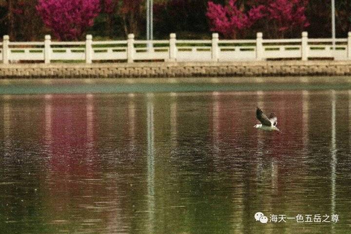 清明时节万物清新,清明万物新
