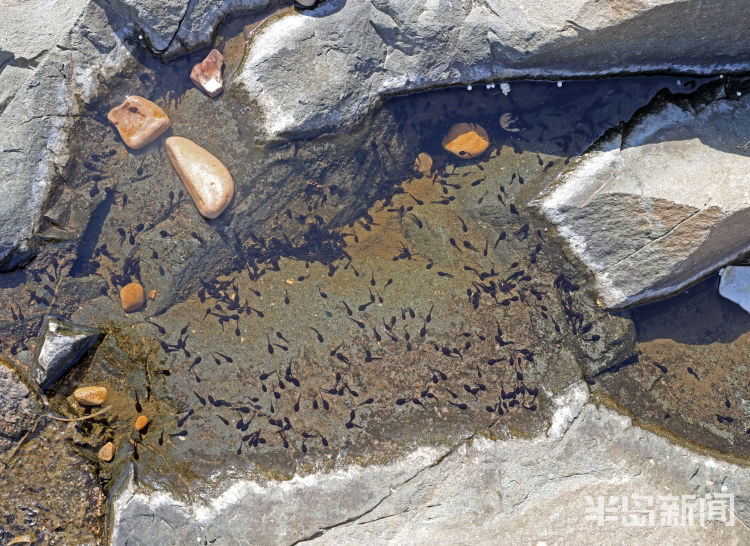 蟾蜍幼崽是蝌蚪吗,蟾蜍卵孵化成蝌蚪