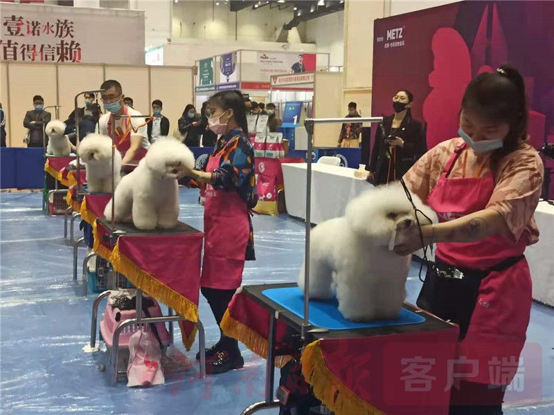 最新宠物博览会,宠物展会2024时间表广州萌宠展