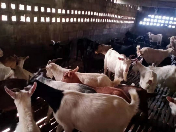 大方：返乡农民工带领村民奔富路