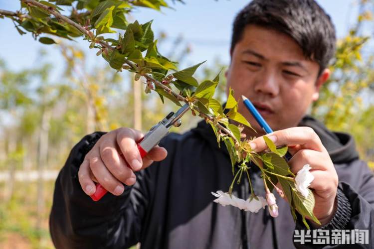 青岛樱花品种大全,青岛绿色樱花品种