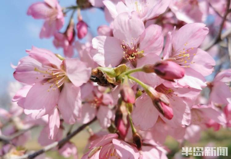 青岛樱花品种大全,青岛绿色樱花品种