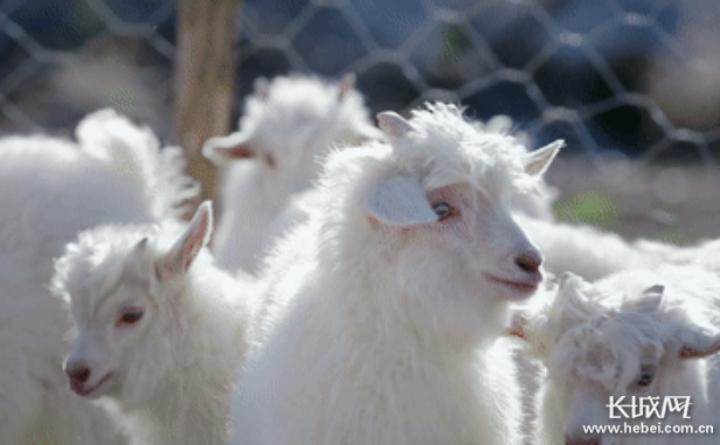 冀有特色·燕赵精品①｜红太——缔造时尚传奇，以温柔的力量影响世界