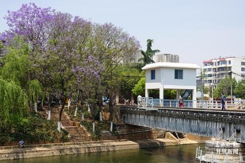 昆明蓝花楹观赏攻略,昆明六月蓝花楹最佳观赏地