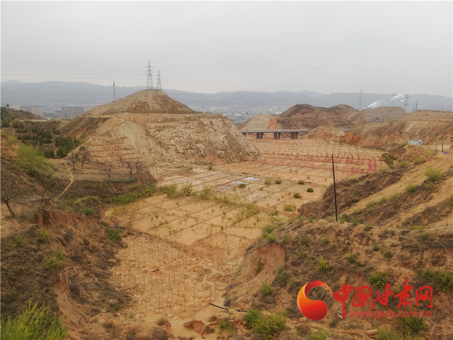 安宁白凤桃树苗,安宁白凤桃的特点